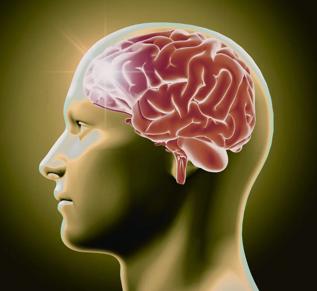 Brain illustration